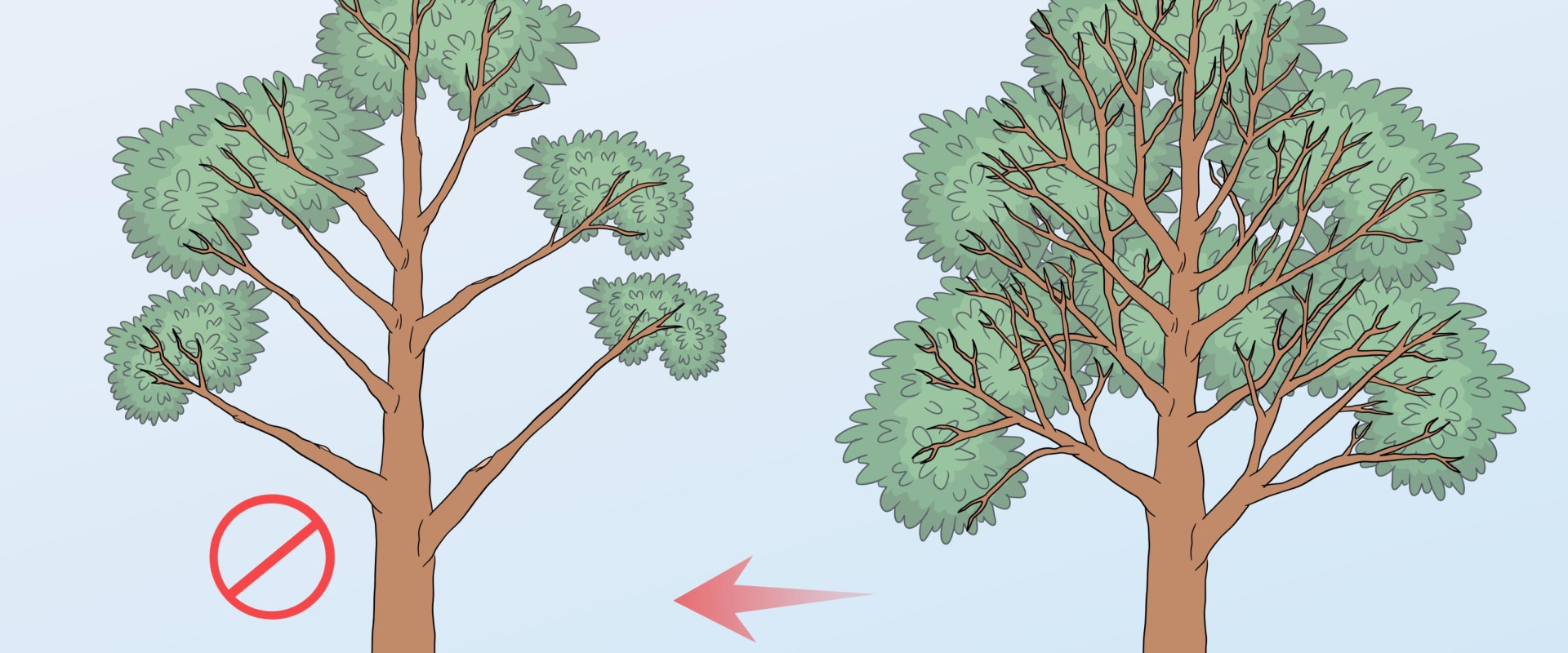 A Step-by-Step Guide to Safely Removing Tree Branches