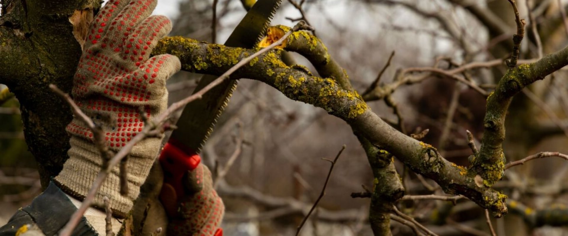 Understanding Tree Branch Removal: Do You Need to Remove All Dead Branches?