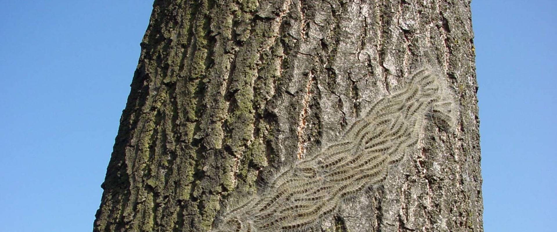 Identifying Pest Infestation in Tree Branches: Signs and Solutions