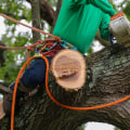 Understanding the Costs of Tree Branch Removal: What You Need to Know