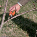 Effective Techniques for Safely Removing Large Tree Branches