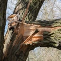 Identifying When to Remove a Tree Branch: Key Signs and Considerations