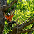 The Advantages of Hiring Professionals for Tree Branch Removal