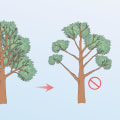 A Step-by-Step Guide to Safely Removing Tree Branches