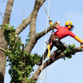 Understanding the Timeframe for Tree Branch Removal