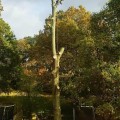 Can You Trim a Tree Branch Instead of Removing It Completely?