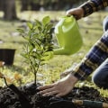 Replanting Trees: What to Consider After Branch Removal
