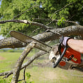 Essential Tips for Caring for Your Trees After Branch Removal