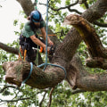 Understanding Insurance Coverage for Tree Branch Removal