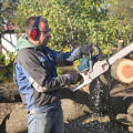 Finding a Trusted Tree Branch Removal Service: A Step-by-Step Guide