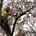 Understanding Tree Branch Removal: Average Sizes and Considerations