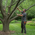 Identifying Tree Branch Risks: Signs and Solutions for Safe Removal