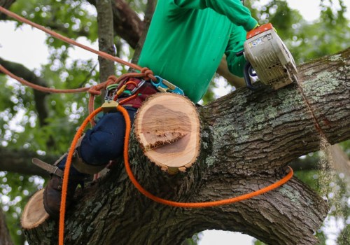 Understanding the Costs of Tree Branch Removal: What You Need to Know
