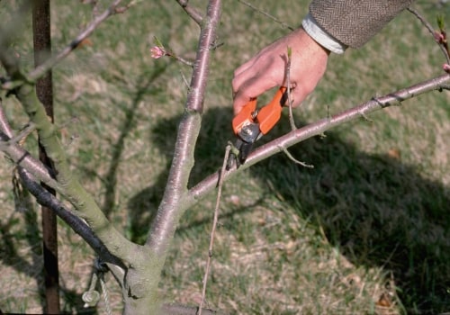 Effective Techniques for Safely Removing Large Tree Branches