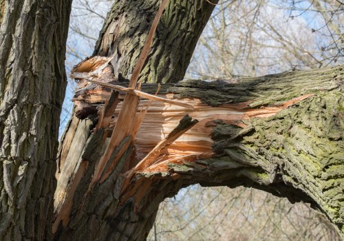 Identifying When to Remove a Tree Branch: Key Signs and Considerations