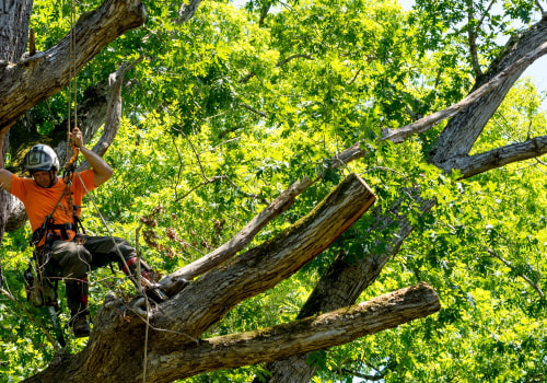The Advantages of Hiring Professionals for Tree Branch Removal