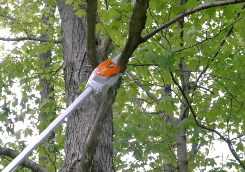 Essential Safety Tips for Tree Branch Removal