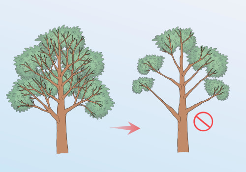 A Step-by-Step Guide to Safely Removing Tree Branches