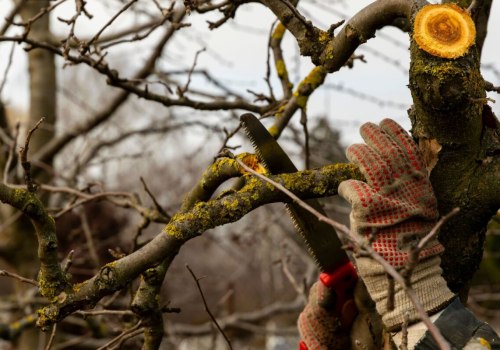 Understanding Tree Branch Removal: Do You Need to Remove All Dead Branches?