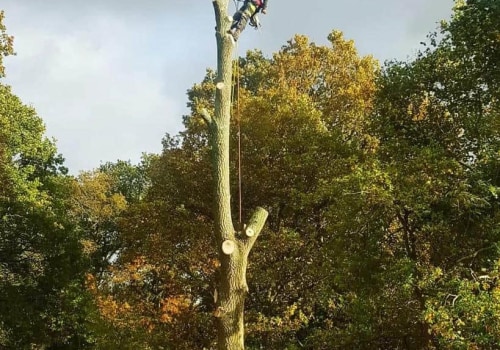 Can You Trim a Tree Branch Instead of Removing It Completely?