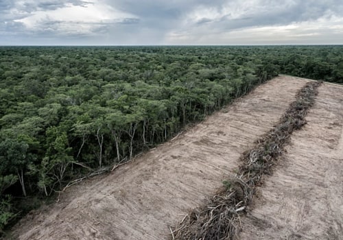Understanding the Environmental Impact of Tree Branch Removal