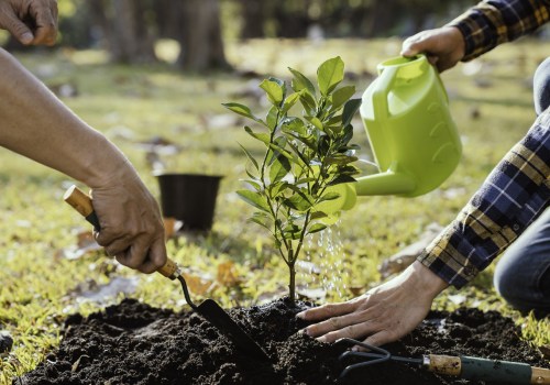 Replanting Trees: What to Consider After Branch Removal