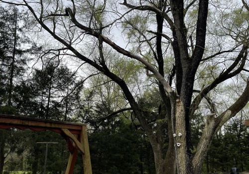 Should You Remove a Tree Branch Yourself or Hire a Professional?