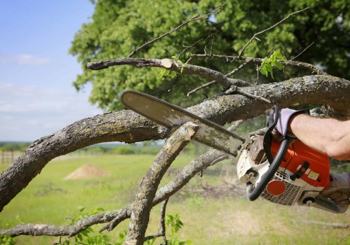 Essential Tips for Caring for Your Trees After Branch Removal
