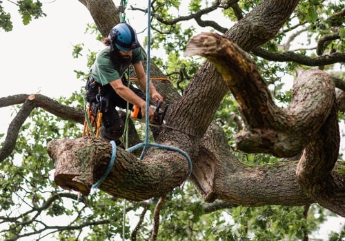 Understanding Insurance Coverage for Tree Branch Removal
