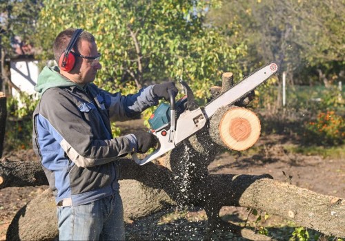 Finding a Trusted Tree Branch Removal Service: A Step-by-Step Guide