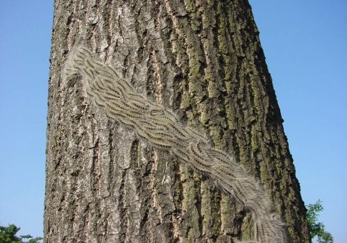 Identifying Pest Infestation in Tree Branches: Signs and Solutions